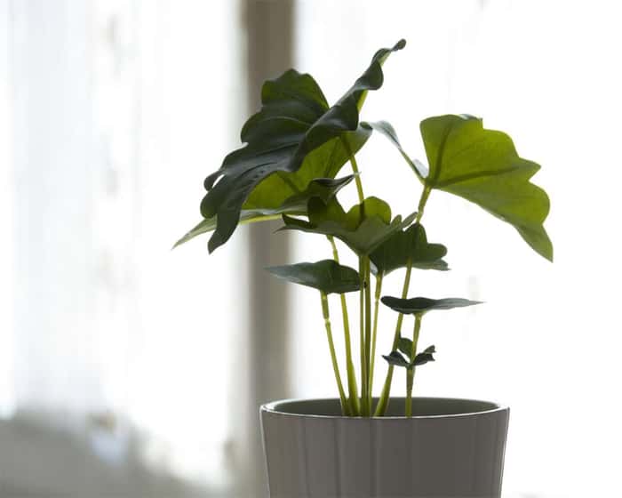 Listing photo thumbnail